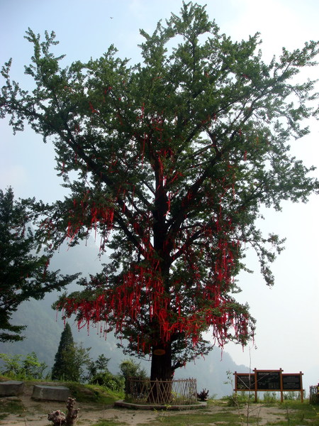 Image: /media/?path=/trips/2007-08-13 China/2007-08-20_Wudang/20070820-090856-0-Rob.jpg